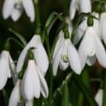 Day Trip, Snowdrops at Anglesey Abbey