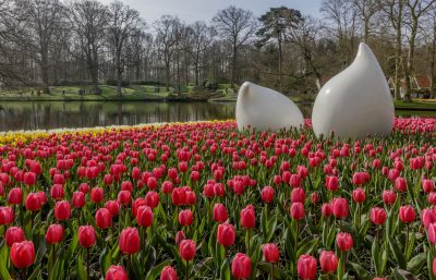 Vivid red tulips with modern white sculptures at Keukenhof, Netherlands.