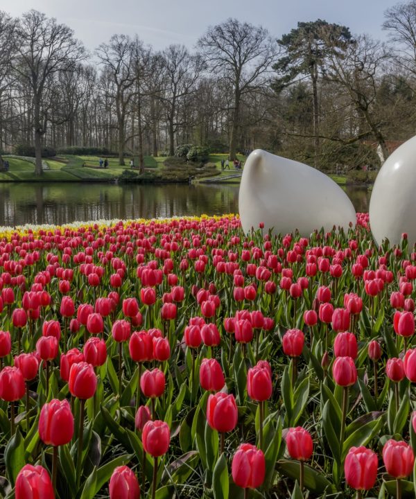 Vivid red tulips with modern white sculptures at Keukenhof, Netherlands.