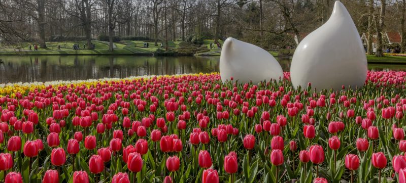 Vivid red tulips with modern white sculptures at Keukenhof, Netherlands.