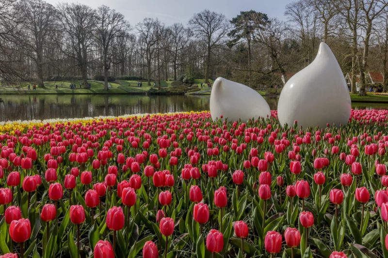 Vivid red tulips with modern white sculptures at Keukenhof, Netherlands.