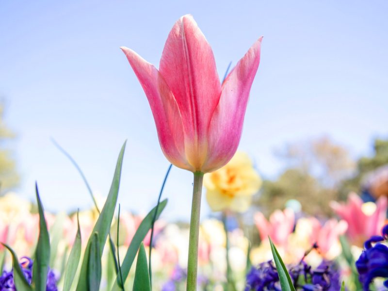 Pink tulip standing tall among colourful flowers in Keukenhof gardens.